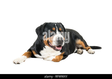 Mehr Swiss Mountain Dog unten seitlich liegend und schauen in die Kamera Stockfoto