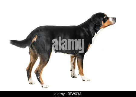 Mehr Schweizer Sennenhund stehend und weg von der Kamera suchen Stockfoto