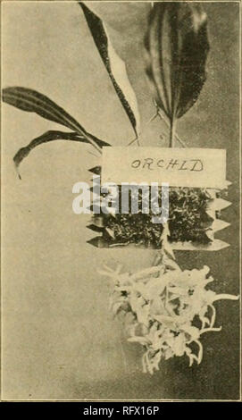 . Die kanadische Gärtner [monatlich], 1897. Gartenarbeit; Kanadische Zeitschriften. Orchidee.. Fa;. 1213. Die Orchidee in der begleitforschung Abbildung gezeigt, ist Stanhopia oculata, ein Eingeborener von Mexiko, geschickt zu F. Wiley, Esij Paris, und der von ihm in seinen Napf vatory gewachsen. Es ist eine Neuheit leicht gewachsen, und Blüten drei Mal im Jahr. In de-tail Es ist schön beyondcomprehension. Es gibt zwei oder drei Blütenstände, einem Verfahren aus der Nähe der Mitte des hängenden Korb, der Andere drückt seinen Weg von vorn gesehen. Jede Spike hat acht vollständig geöffnet blooins, die der Schriftsteller o erinnert Stockfoto