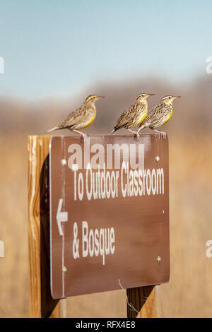 3 Western Meadowlarks (Sturnella neglecta) auf einem Schild im Valle thront sie Oro, National Wildlife Refuge, New Mexico Stockfoto