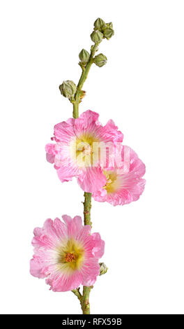 Einzelnen Stamm mit drei rosa und gelben Blüten der Malve (Alcea rosea) gegen einen weißen Hintergrund isoliert Stockfoto