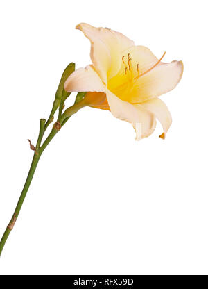 Seitenansicht eines einzelnen Stamm mit einem rosa und gelb daylily Blume (Hemerocallis Hybride) plus ungeöffneten Blüten vor einem weißen Hintergrund isoliert Stockfoto