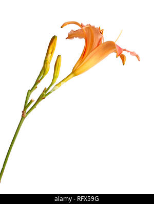 Seitenansicht eines einzelnen Stamm mit einem rosa und gelb daylily Blume (Hemerocallis Hybride) plus ungeöffneten Blüten vor einem weißen Hintergrund isoliert Stockfoto