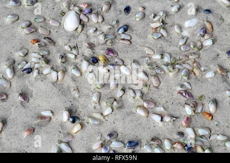 Live coquina oder bean Venusmuscheln (Donax variabilis) Graben in nassem Sand von Lighthouse Beach auf Sanibel Island, Florida Stockfoto