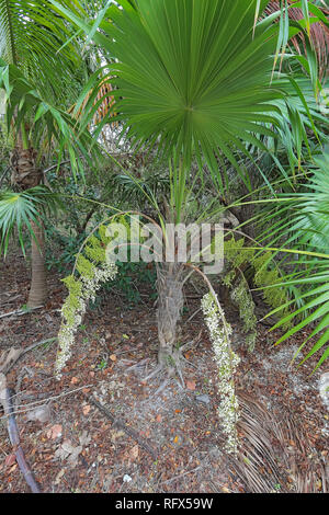 Blätter, Stängel, Blüten und Früchte der Florida thatch Palm (Thrinax radiata) wachsende unter Scrub auf Sanibel Island Stockfoto