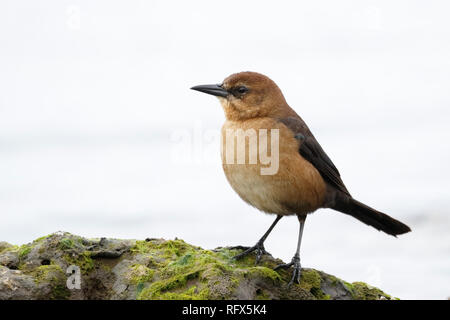 Weibliche Boot-tailed Grackle (Quiscalus major) auf einem Felsen in der Nähe des Golf von Mexiko - Florida gehockt Stockfoto