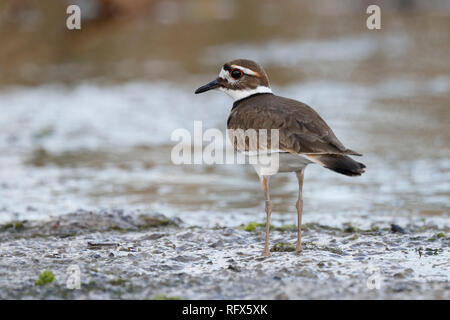 Killdeer (Charadrius vociferus) Nahrungssuche am Rande eines Flusses - Florida Stockfoto