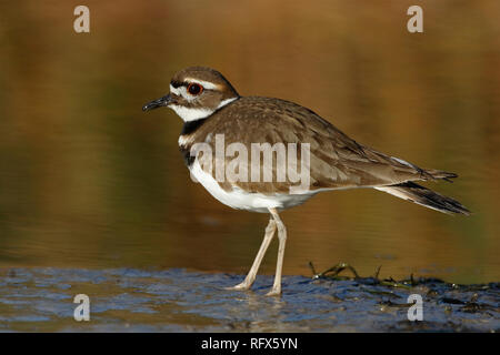 Killdeer (Charadrius vociferus) Nahrungssuche am Rande eines Flusses - Florida Stockfoto