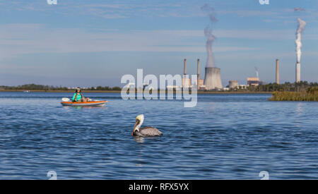 Brown pelican und Kayaker mit einem Kohlekraftwerk im Hintergrund - Crystal River, Florida Stockfoto