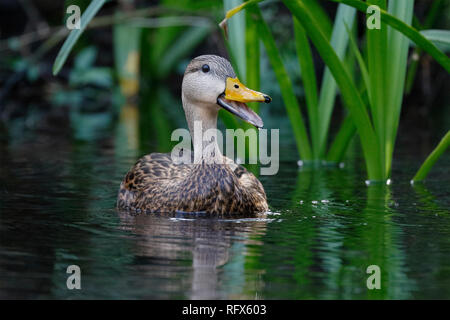 Männliche gefleckte Enten (Anas fulvigula) Aufruf auf einem Florida River Stockfoto