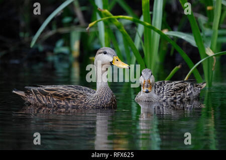 Paar gefleckte Enten (Anas fulvigula) auf einem Florida River Stockfoto