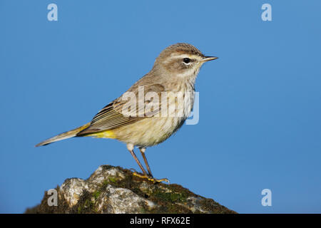 Palm Warbler (Setophaga palmarum) auf einem Felsen in der Nähe des Golf von Mexiko - Florida gehockt Stockfoto