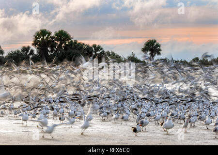 Unschärfe der Vögel von einem Golf von Mexiko Strand bei Sonnenaufgang - Florida steigende Stockfoto