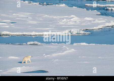 Eisbär (Ursus maritimus) in der hohen Arktis nahe dem Nordpol, Arktis, Rußland, Europa Stockfoto