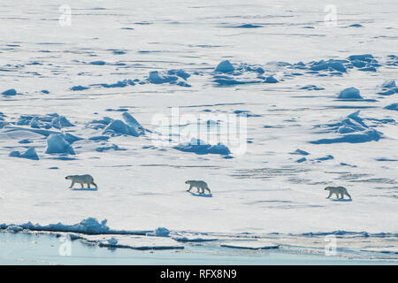 Mutter Eisbär (Ursus maritimus) mit ihren Jungen in der hohen Arktis nahe dem Nordpol, Arktis, Rußland, Europa Stockfoto