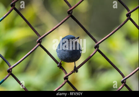 Ein männlicher Slaty Flowerpiercer (Diglossa plumbea) auf einem Zaun thront. Costa Rica, Mittelamerika. Stockfoto