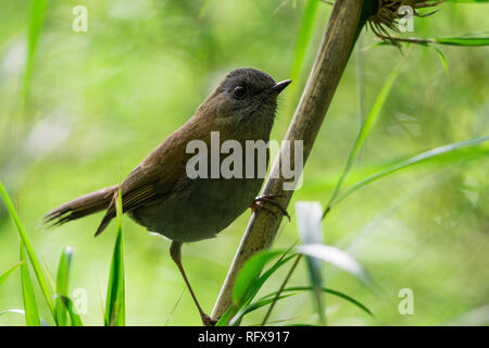 Eine Schwarze-billed Nightingale-Thrush (Catharus gracilirostris) auf einem Ast sitzend. Costa Rica, Mittelamerika. Stockfoto