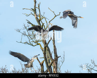 Drei Graureiher (Ardea cinerea) Landung in einem Baum Stockfoto