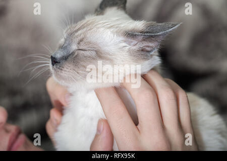 Die Hände des jungen Mannes streicheln einer Katze, kratz einen Maulkorb. Konzept der Freundschaft und Zärtlichkeit Stockfoto