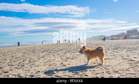 Einen kleinen niedlichen Haarig braune Hund Mischling Mischling noch auf einen Sandstrand an einem sonnigen Tag Stockfoto