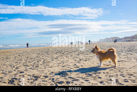 Einen kleinen niedlichen Haarig braune Hund Mischling Mischling noch auf einen Sandstrand an einem sonnigen Tag Stockfoto