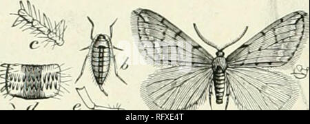 . Die kanadische Gärtner [monatlich], 1897. Gartenarbeit; Kanadische Zeitschriften. Käfer, Wurm. L^ pAHE Käfer, Wurm ist als sehr destruktiv auf Apfelplantagen in einigen Teilen von tlie Niagara Halbinsel berichtet. Eine Box mit Apple Twigs bereits die Hälfte Kahle von Laub, wurde in das Amt am 31. Mai, die besorgte Anfrage für ein Heilmittel begleitet. Natürlich schlugen wir Spritzen mit Paris Grün, aber die Person, die behauptet, dass er diese bereits ohne Wirkung versucht hatte, und daß im Sommer 1896, seinen Obstgarten sah aus, als wenn sich ein Brand durch es gewesen war, die aufgrund der Verwüstung des Stockfoto