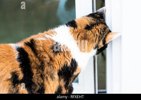 Nahaufnahme zurück Calico Cat Öffnen Schiebetür mit Kopf zu wollen, gehen Sie in im Freien auf der Terrasse Garten smart intelligent katzenartigen zu Haus Stockfoto