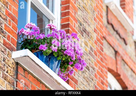 Lila Farbe blumenkorb Topf, Dekoration auf Sommer Tag mit Backstein Architektur in Chelsea London UK Fenster niedrigen Winkel suchen Stockfoto