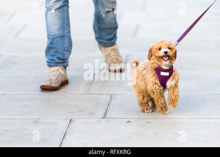 Nahaufnahme der glücklichen Nett und adorable kleine braune Hund an der Leine laufen auf der Straße Straße Gehweg Pflaster in städtischen Stadt springen Stockfoto