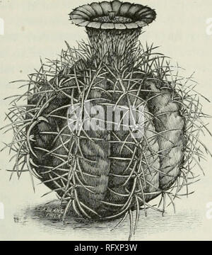 . Die kanadische Gärtner [monatlich], 1901. Gartenarbeit; Kanadische Zeitschriften. Einige attraktive Kakteen. 429. Fk;. 2114. ECHINOCACTUS HuRIZONTHALOMA. Proben, die an der langen Preise gehalten werden. Ein weiterer, dass Rivalen ist der Lizard Kakteen, oder E. cornigereus. Diese g^ets seinen Namen von der großen zentralen Wirbelsäule, die Flache und gewölbte scharf am Ende und so stark, dass sie ein Gewicht von 20 kg tragen. Es gibt zwei Sorten von der Eidechse Kaktus, der Unterschied liegt in der Farbe der Dornen, die auf einer sind Deep Purple, und auf der anderen eine klare, gelbe. Die gelbe spined Sor Stockfoto