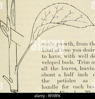. Die kanadische Gärtner [monatlich], 1887. Gartenarbeit; Kanadische Zeitschriften. Die kanadische Gärtner. 189 Einfügen von Knospen in diesen jungen thrifty Sprossen. Erster Schnitt eine frische Schießen, dieses Meer.. der Sohn von Wachstum, von der Art des Baumes, die Sie wünschen, zu haben, mit gut entwickelt Knospen. Verkleidung aus" alle Blätter, so dass^r über einen halben Zoll von V^ Die blattstiele als für jedes bud Griff, wie in Abb. 1. Dann Fio. 1. Mit einem scharfen Messer - bud-ding die Knospen entfernen umrandete unverzichtbar, J darauf achten, so wenig wie möglich das Holz zu schneiden. Dann machen Sie ein T sha}) ed Schnitt im Lager ganz durch den Wald, als Show ist Stockfoto