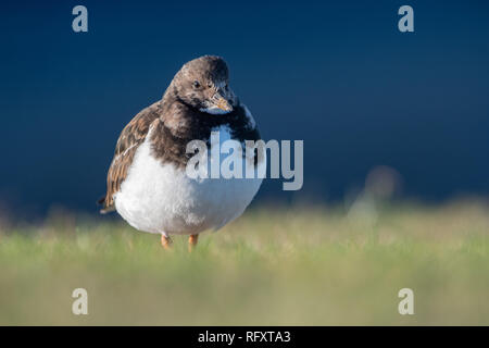 Turnstone (Arenaria interpres), Gefieder, Aberdeen, Schottland Stockfoto