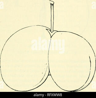 . Die kanadische Gärtner [monatlich], 1893. Gartenarbeit; Kanadische Zeitschriften. Die kanadische Gärtner. Ich 93 Briefe aus Russland - XIV. Doppel Pflaume. Im Garten von Tschernigow, es wächst eine sehr neue Pflaume die doppelte Pflaume genannt. Es besteht aus zwei Hälften, fest miteinander verbunden werden, wenn die Frucht grün ist, aber, wenn Sie reif sind, leicht getrennt. Zwei Steine wachsen auf einem Halm; sie sind klein, länglich, und das Fleisch, das Orange ist farbig, süß und saftig hängen, aber nicht sehr gut im Geschmack. Die Farbe der Pflaume ist rot, mit einem blauen Schatten, und manchmal eine gelbe und eine gefunden wird. Die Pflaume reift Stockfoto
