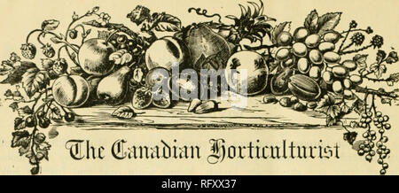 . Die kanadische Gärtner [monatlich], 1892. Gartenarbeit; Kanadische Zeitschriften. Abonnement Preis, $ 1,00 pro Jahr und berechtigt die Teilnehmer zur Mitgliedschaft in der Fruit Growers' Association von Ontario und alle ihre Privilegien, einschließlich einer Kopie seiner wertvollen Jahresbericht und einen Anteil an den jährlichen Verteilung der Pflanzen und Bäume, die Überweisungen durch eingeschriebenen Brief sind auf unsere Gefahr. Die Einnahmen werden auf dem Adressaufkleber quittiert werden. Notizen und Kommentare. Beliebte Himbeeren.-Gespräch der andere Tag mit Herrn Jonathan R. Pettit, einer unserer Grimsby Obstbauern, wir vergleichen die productivenes waren Stockfoto