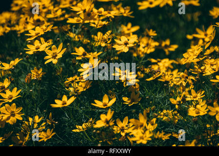 Gelbe blumen in Newburyport, Massachusetts Stockfoto