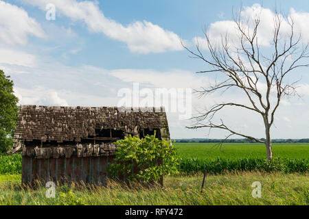 Alte verwitterte Holz- Scheune und toter Baum mit Kornfeldern im Hintergrund. Bureau County, Illinois, USA Stockfoto