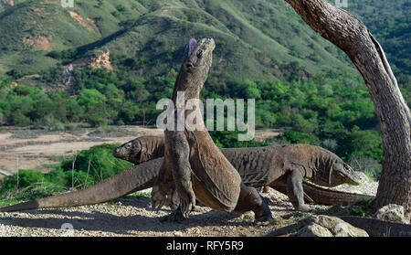 Komodo Dragon hob den Kopf und öffnete den Mund. Größte lebende Echse der Welt. Wissenschaftlicher Name: Varanus komodoensis. Natürlicher Lebensraum, Insel Stockfoto