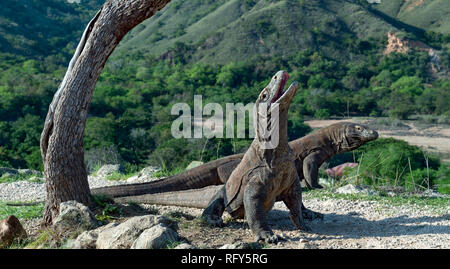 Komodo Dragon hob den Kopf und öffnete den Mund. Größte lebende Echse der Welt. Wissenschaftlicher Name: Varanus komodoensis. Natürlicher Lebensraum, Insel Stockfoto