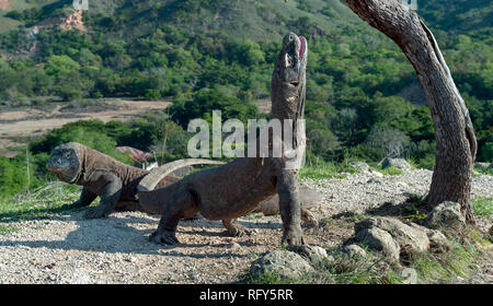 Komodo Dragon hob den Kopf und öffnete den Mund. Größte lebende Echse der Welt. Wissenschaftlicher Name: Varanus komodoensis. Natürlicher Lebensraum, Insel Stockfoto