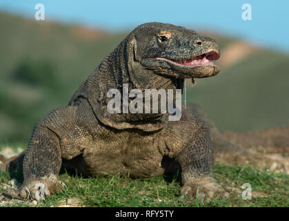 Komodo Dragon hob den Kopf und öffnete den Mund. Größte lebende Echse der Welt. Wissenschaftlicher Name: Varanus komodoensis. Natürlicher Lebensraum, Insel Stockfoto