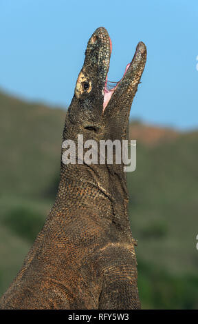 Komodo Dragon hob den Kopf und öffnete den Mund. Größte lebende Echse der Welt. Wissenschaftlicher Name: Varanus komodoensis. Natürlicher Lebensraum, Insel Stockfoto