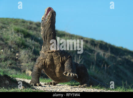 Komodo Dragon hob den Kopf und öffnete den Mund. Größte lebende Echse der Welt. Wissenschaftlicher Name: Varanus komodoensis. Natürlicher Lebensraum, Insel Stockfoto