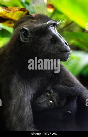 Macaque und Cub. Der Celebes crested Makaken, die auch als Crested schwarzen Makaken bekannt, Sulawesi crested Makaken, oder den schwarzen Affen. Wissenschaftlicher Name: Ma Stockfoto