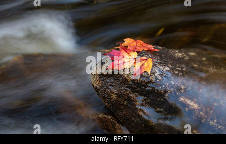 Acadia National Park in Maine Stockfoto