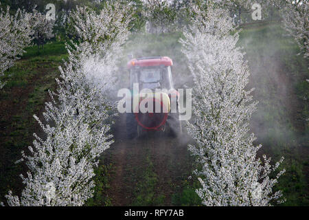 Traktor sprays Insektizid im Cherry Orchard Landwirtschaft Stockfoto