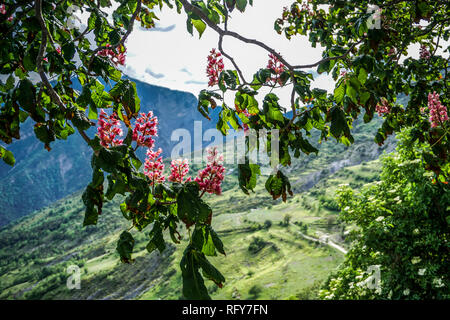 Wundervolle Frankreich Seealpen Landschaft mit schönen Häuser, Bäume und Berge im Hintergrund am Morgen. Stockfoto