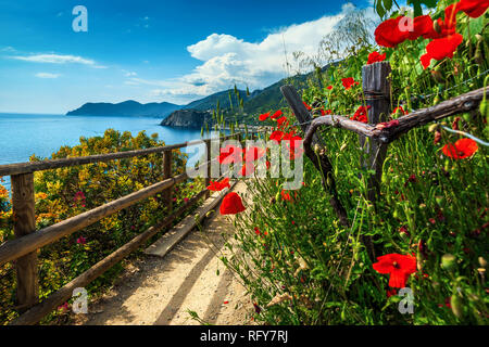 Spektakuläre Wanderwege mit Blumen und Roter Mohn im Nationalpark Cinque Terre, in der Nähe von Manarola, Ligurien, Italien, Europa Stockfoto