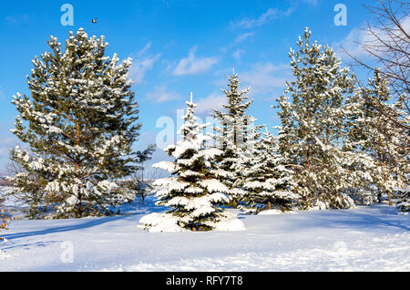 Immergrüne Bäume, die mit Reif und Schnee im Winter sonniger Tag abgedeckt Stockfoto