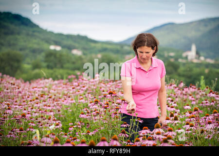 Echter Bauer Frau in coneflower Feld Stockfoto