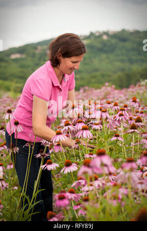 Echter Bauer Frau in coneflower Feld Stockfoto